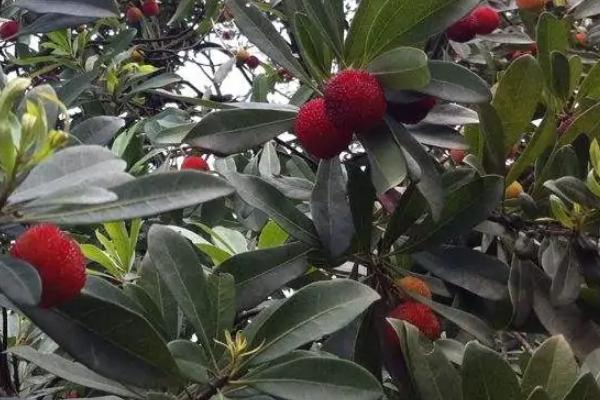 东魁杨梅种植技术，主要产地在哪里