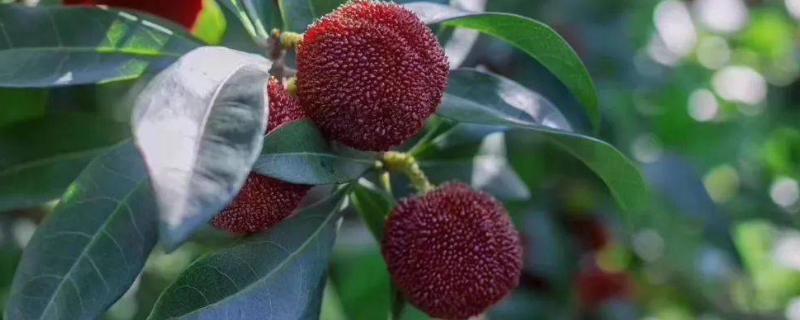 杨梅种植技术
