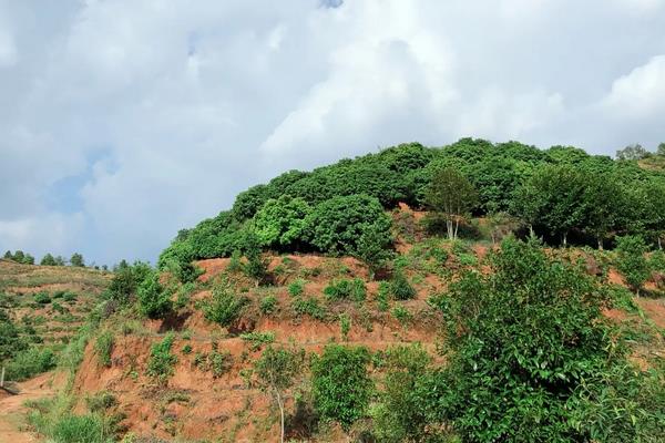 杨梅种植技术，附种植条件和区域
