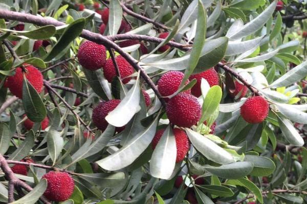 杨梅种植技术，附种植条件和区域
