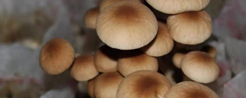 茶树菇种植方法