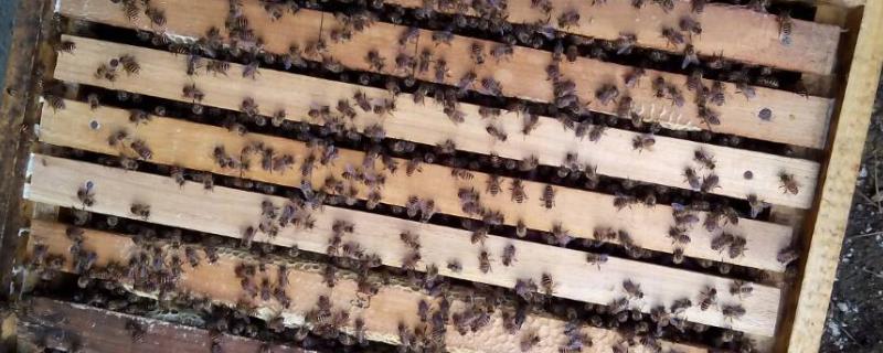 引蜂入箱小技巧