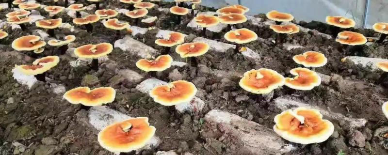南方种植的药材有哪些