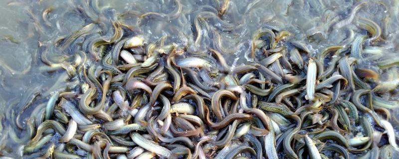 家里水缸怎么养泥鳅