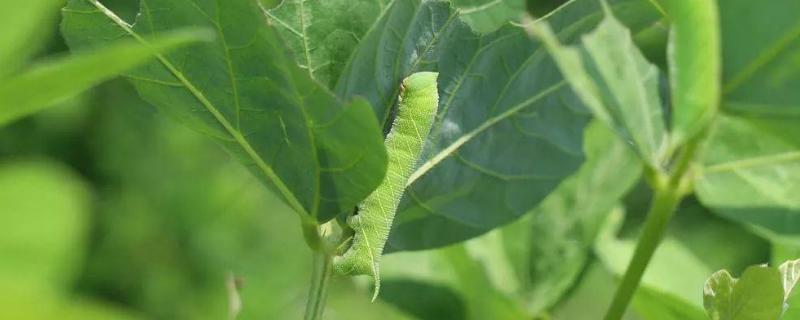 豆虫养殖技术