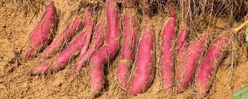 红薯种植技术和管理