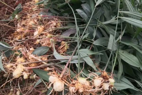 黄精一亩地种多少株种苗，种植黄精要具备什么条件