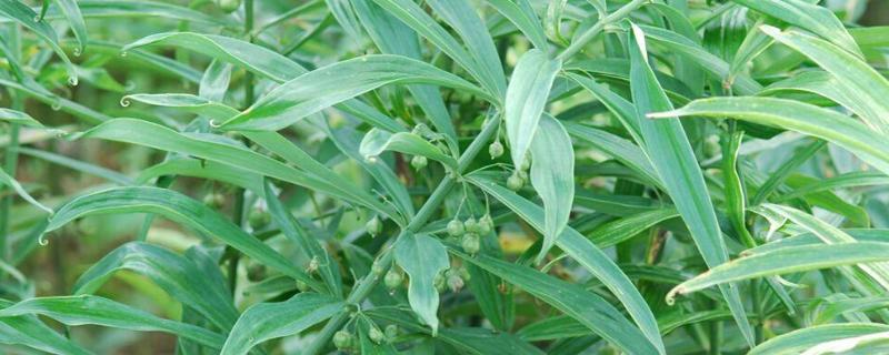黄精的种植方法与技术