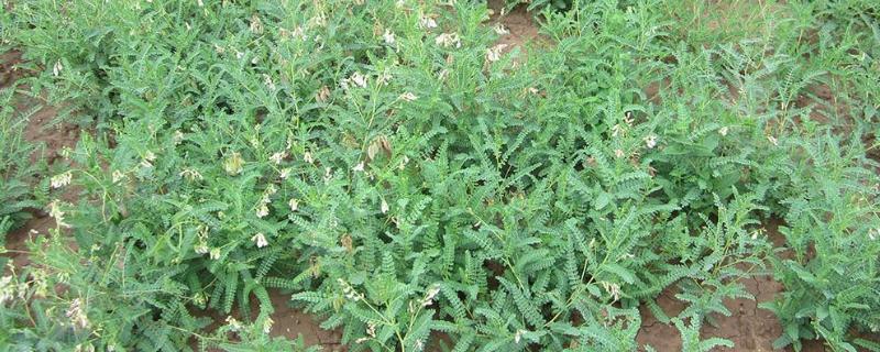 黄芪种植技术与栽培管理
