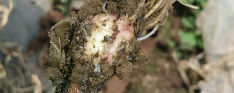 噻虫胺防治地下哪些害虫