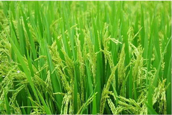 水稻习性，旱水稻怎么种植