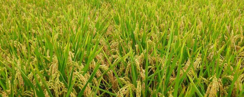 登两优2108杂交水稻审定情况