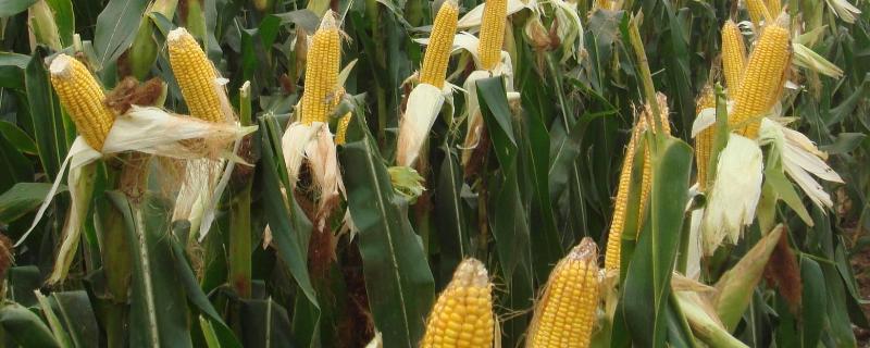 农科大8号玉米种适宜地区