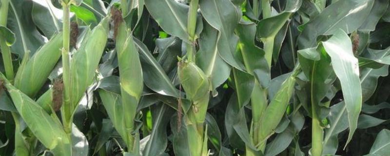 大棚玉米种植时间和方法