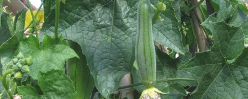 早春丝瓜种植技术
