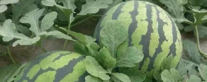 大棚西瓜温度40度高吗