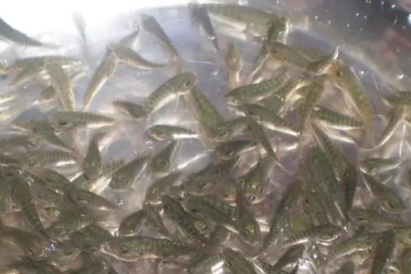 水花鱼苗养殖技术，一个月能长多大