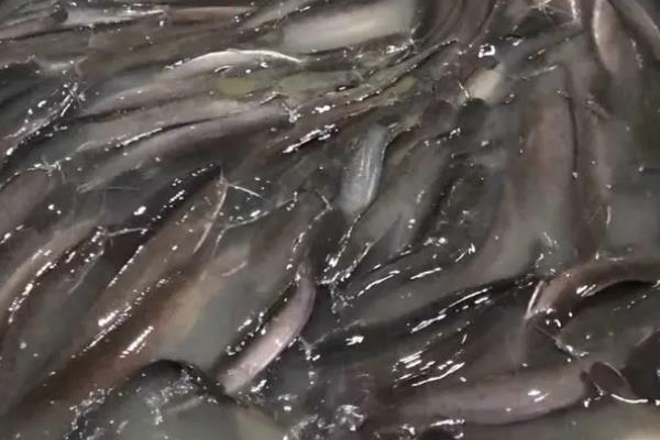 塘鲺鱼苗养殖技术，兑水质要求高不高