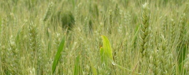 小麦拔节肥何时撒最佳