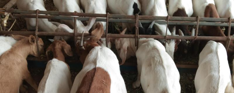 羊颗粒饲料怎么配