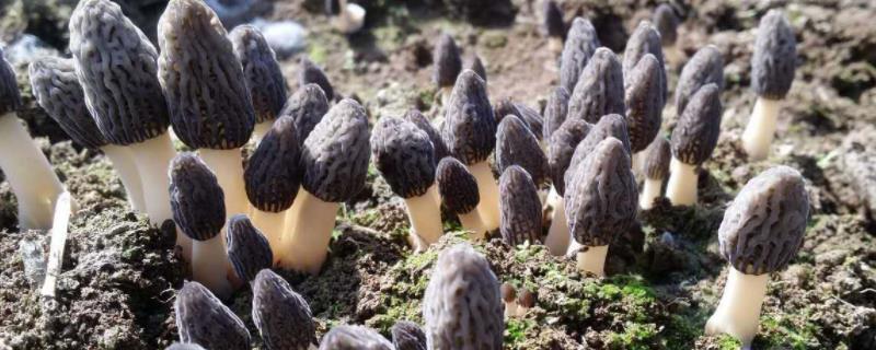 野生羊肚菌长在什么地方