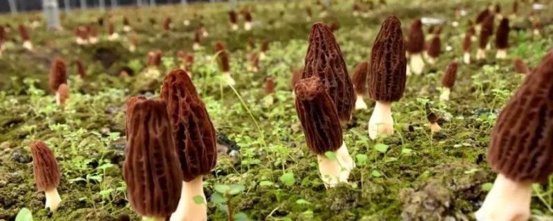 羊肚菌有野生的吗