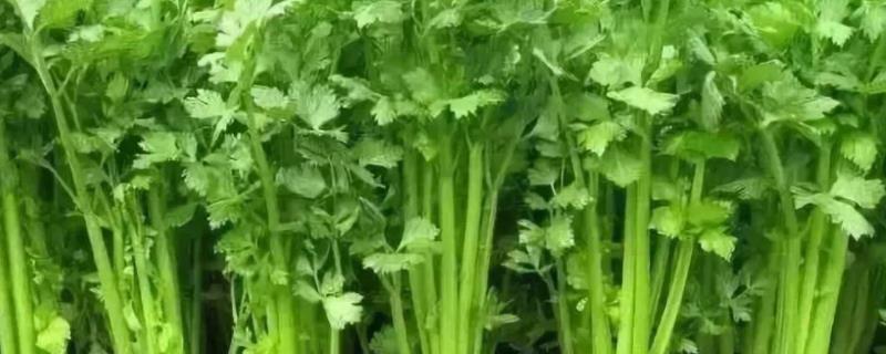 芹菜的育苗方法