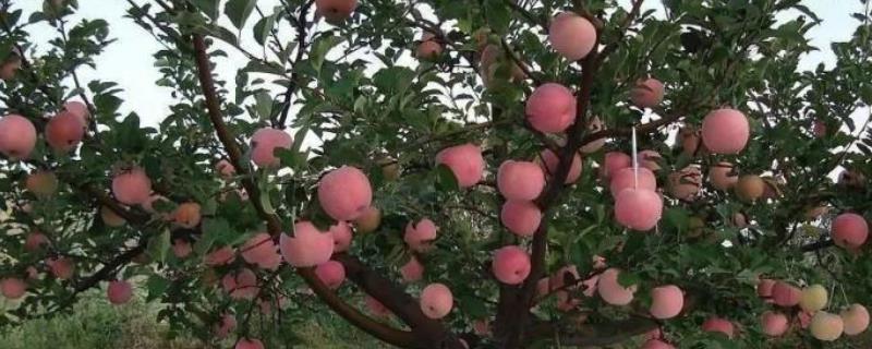 苹果亩产量一般多少斤