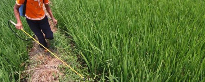草铵膦加什么除草烂根