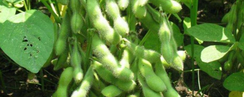 东升19号大豆种积温