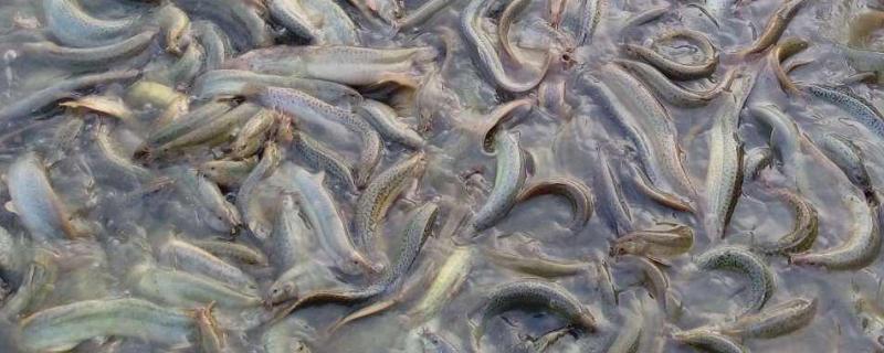 泥鳅黄鳝是一个品种吗