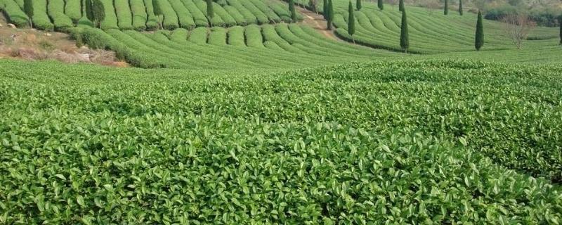 茶树管理修剪及施肥
