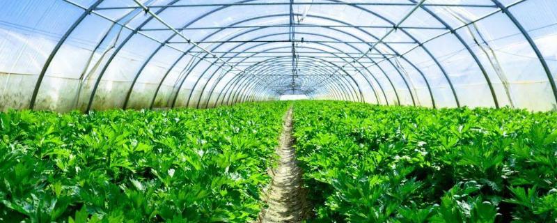 蔬菜大棚中的二氧化碳施肥主要是为了提高植株的什么作用