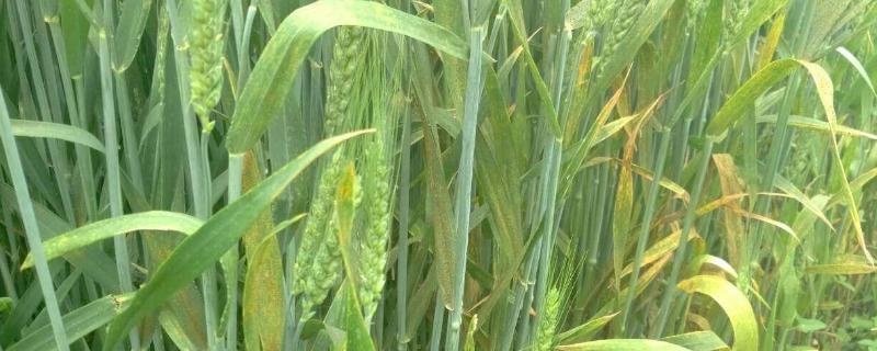 小麦白锈病用什么农药