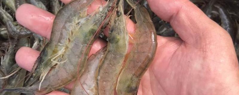河虾几月份可以抓了