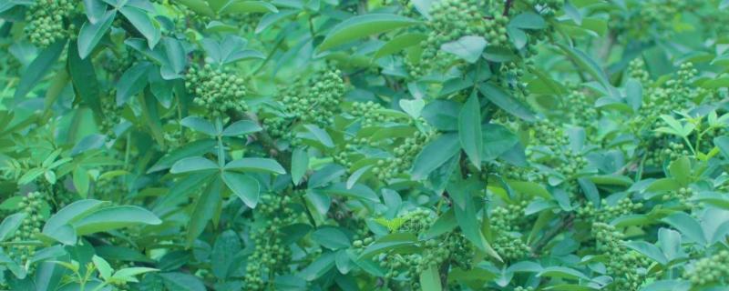 花椒树第一次打什么药