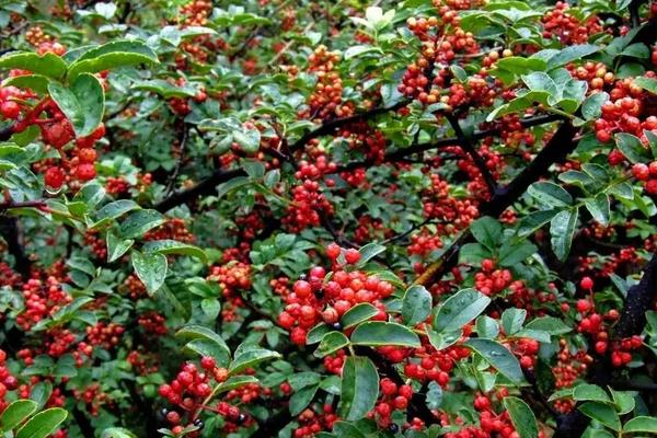 花椒种植需要什么条件，附种植方法和时间