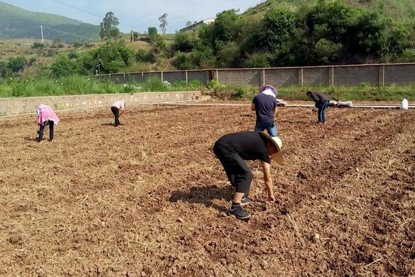 玉米株距行距多少合适，附玉米种植方法