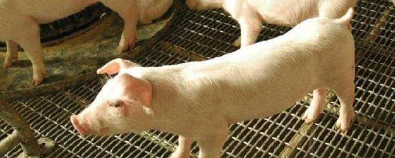 猪浓缩料与玉米的比例