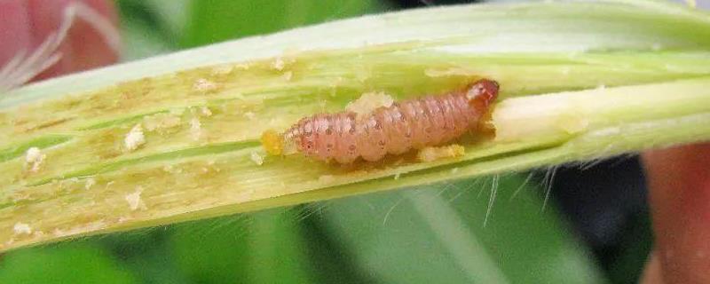 玉米螟的越冬虫态是