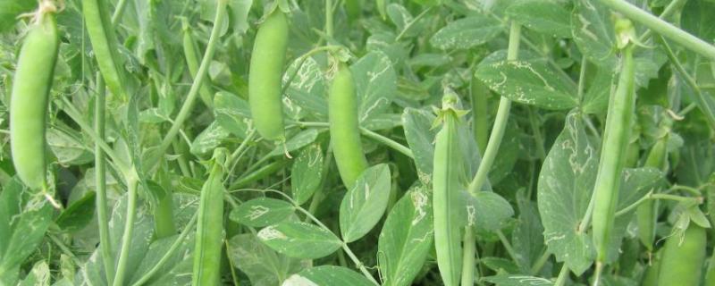 豌豆种植技术与管理