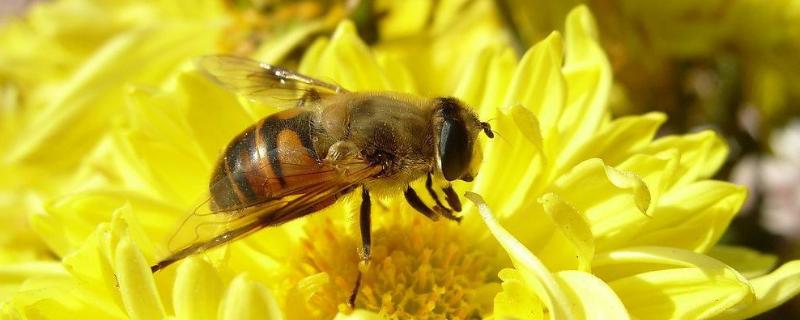 野蜜蜂怎么抓蜂王