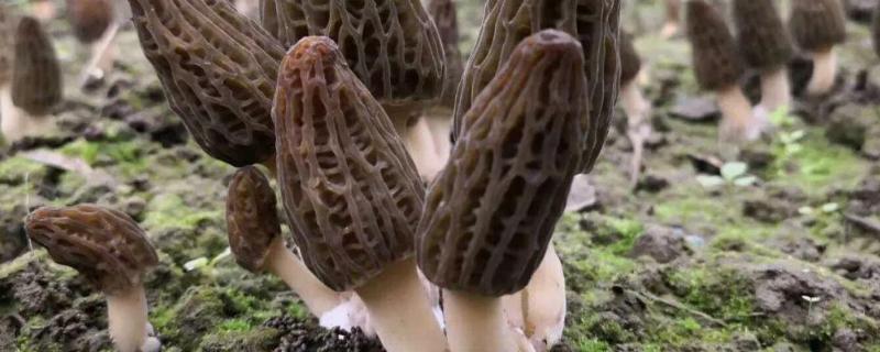 羊肚菌一般长在什么地方