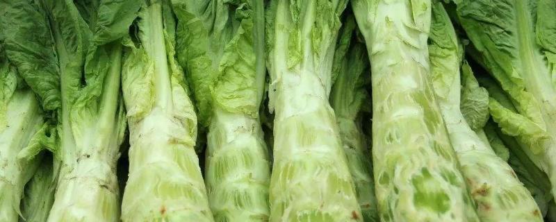 莴笋春季露地种植技术