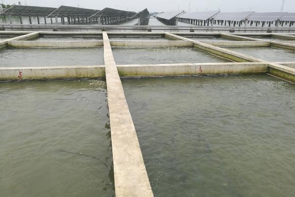 鲤鱼生长周期，附鲤鱼养殖技术