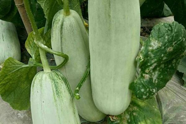 羊角蜜甜瓜适合在什么地区种植，附种植方法
