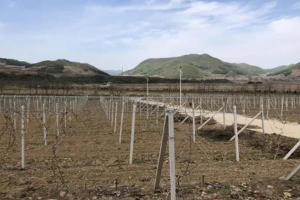 羊角蜜甜瓜适合在什么地区种植，附种植方法