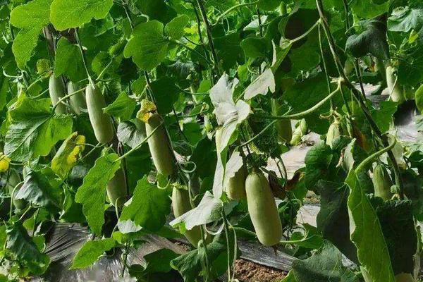 羊角蜜甜瓜适合在什么地区种植，附种植方法