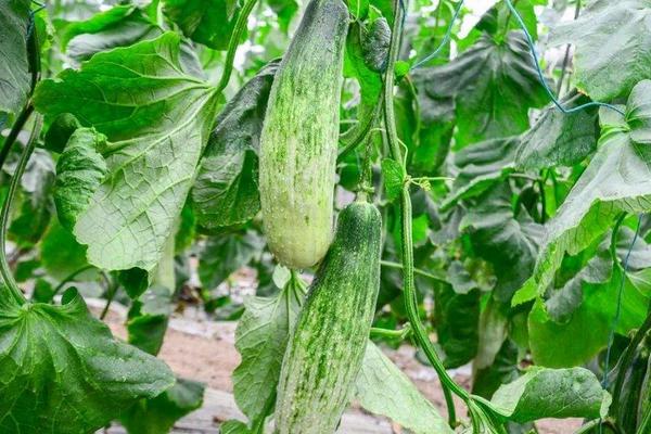 羊角蜜甜瓜适合在什么地区种植，附种植方法