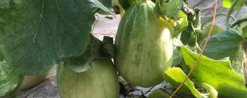 大棚甜瓜温度管理技术